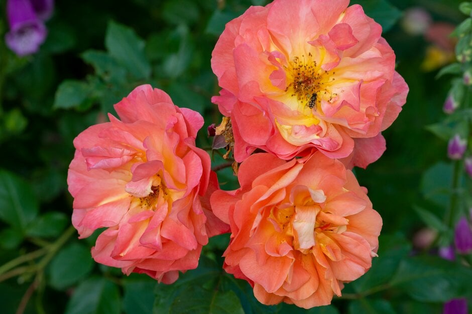 rose [Westerland]