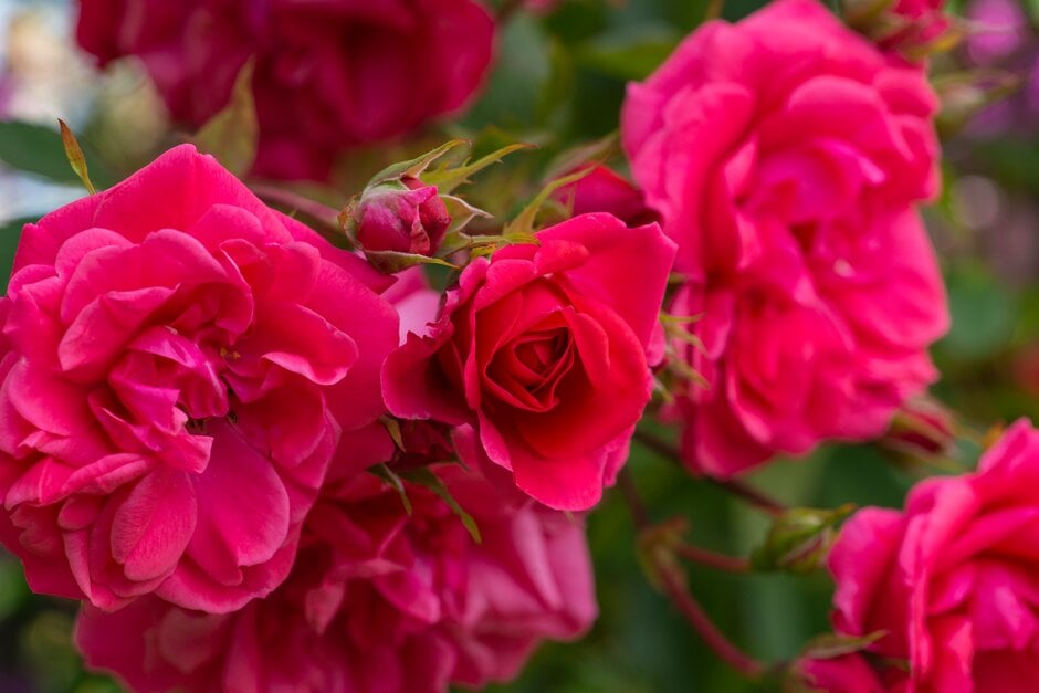 rose 'Chevy Chase'