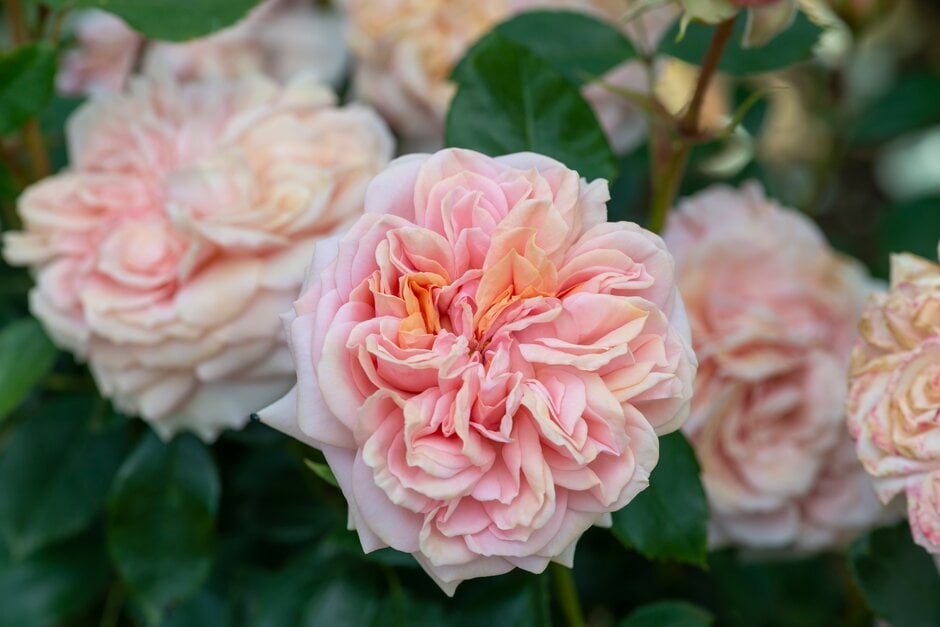 rose [Joie de Vivre]