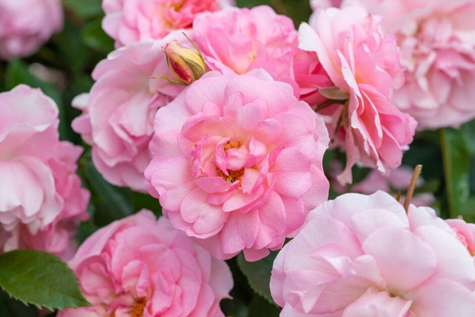 rose [Happy Retirement]