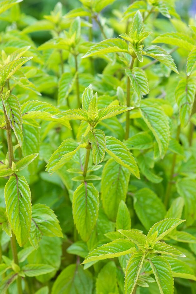Mentha  piperita f. citrata 'Basil'|eau de Cologne mint 'Basil'/RHS  Gardening