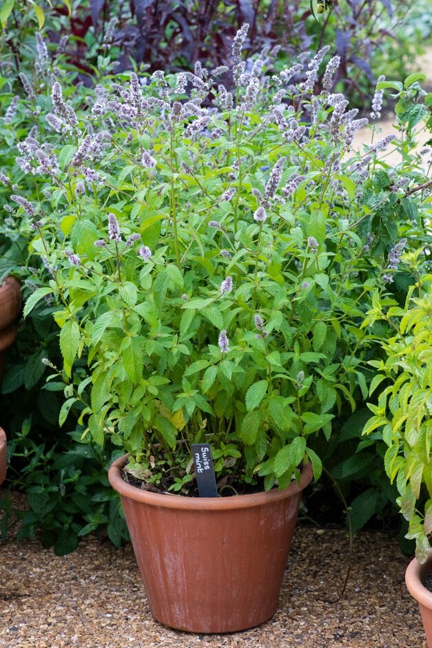 Mentha  piperita 'Swiss'|Swiss mint/RHS Gardening