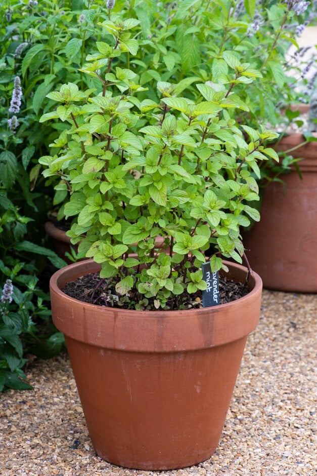 money tree gift Money Tree Plant | Plant Gifts main image 1