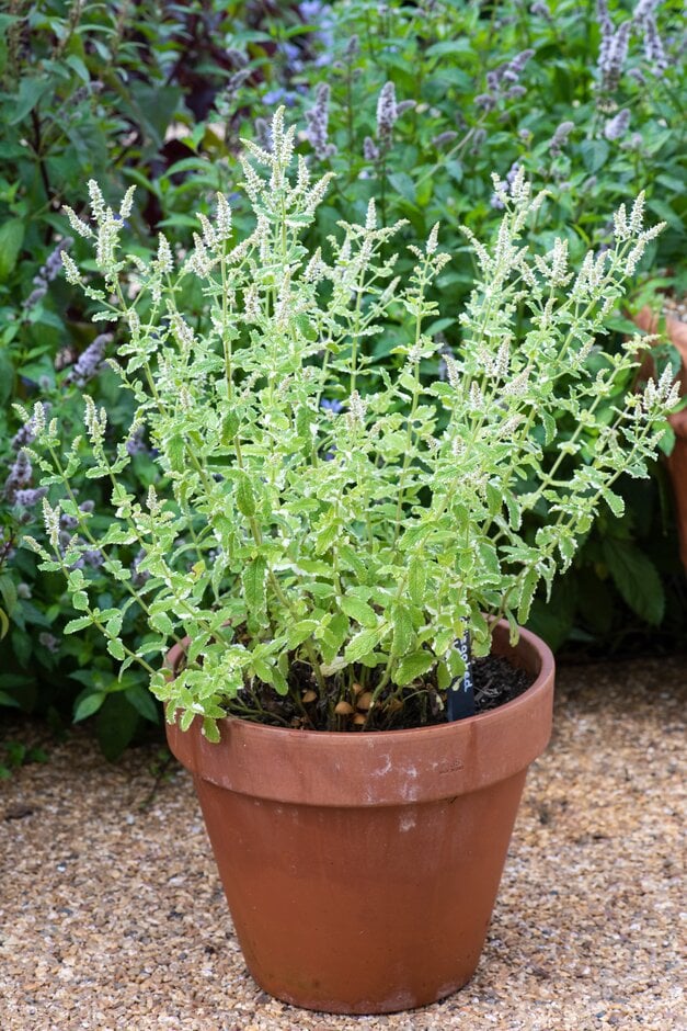 variegated ginger mint