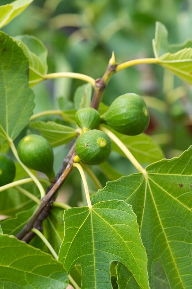 fig 'Tena'