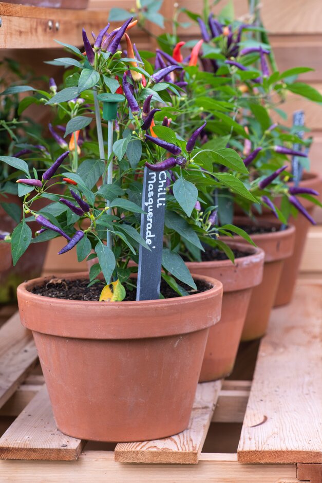 pepper 'Masquerade'