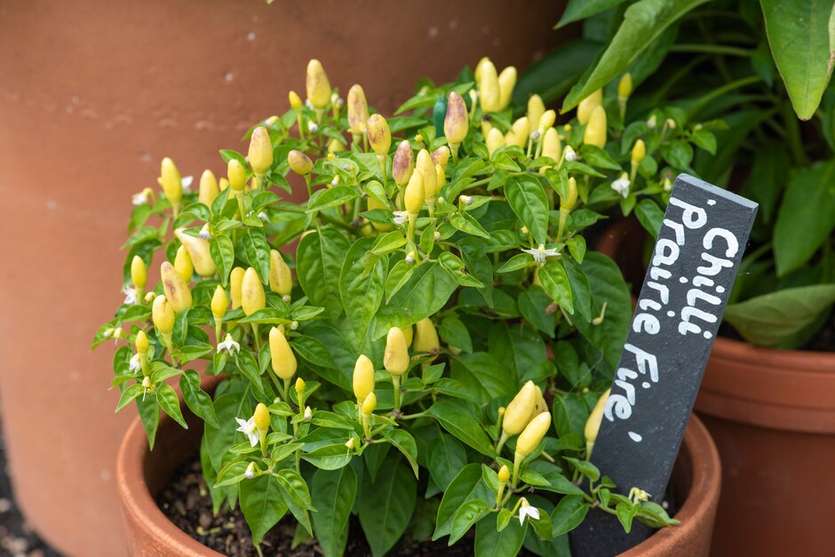 chilli pepper 'Prairie Fire'