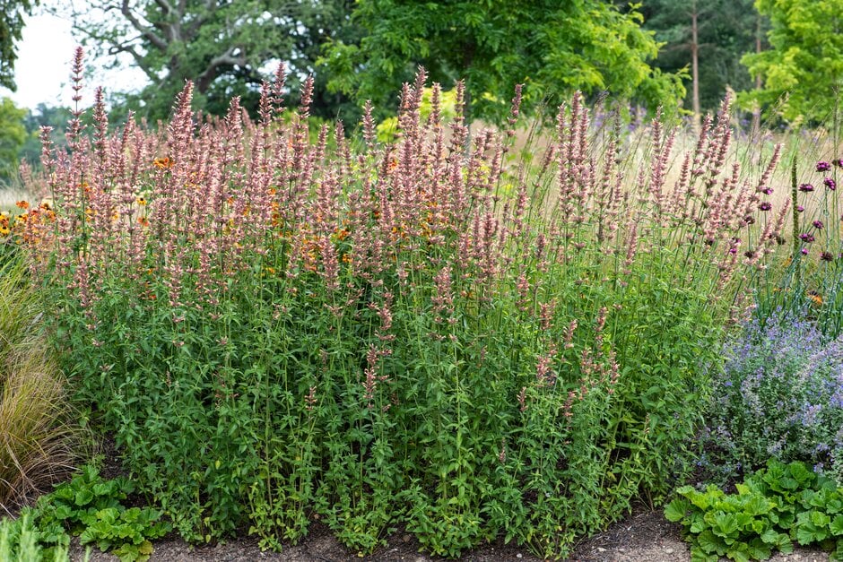 giant hyssop 'Summer Sunset'