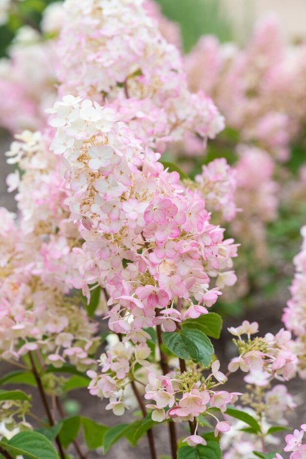 panicled hydrangea [Fraise Melba]