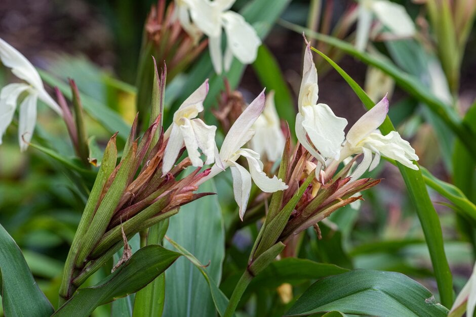 roscoea Gestreept Group