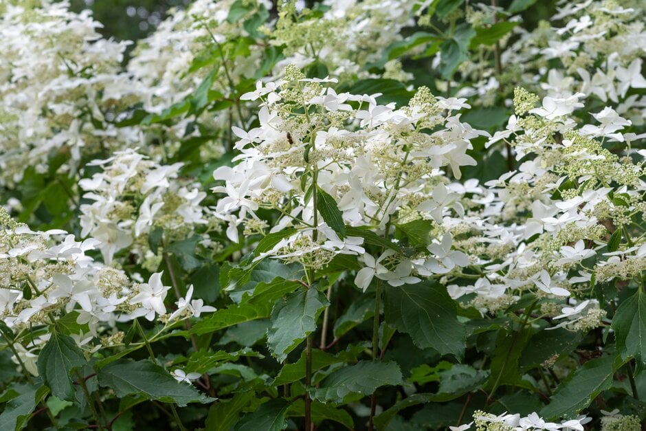 panicled hydrangea [Perle d'Automne]