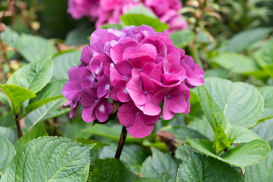 <i>Hydrangea</i> <i>macrophylla</i> 'Midnight Blue' (H)
