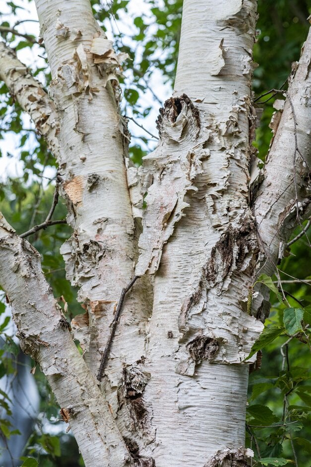 birch 'Fetisowii'