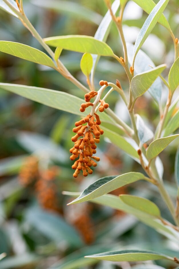 Royal grevillea