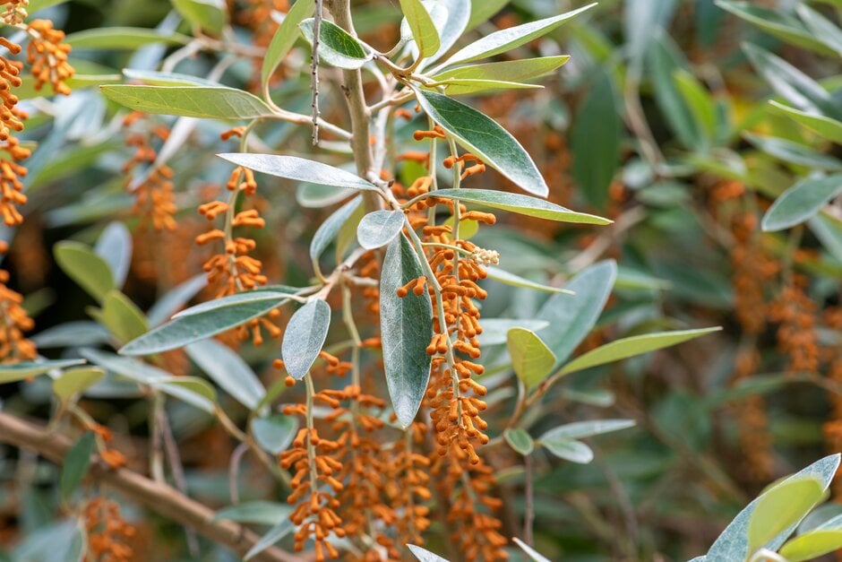 Royal grevillea