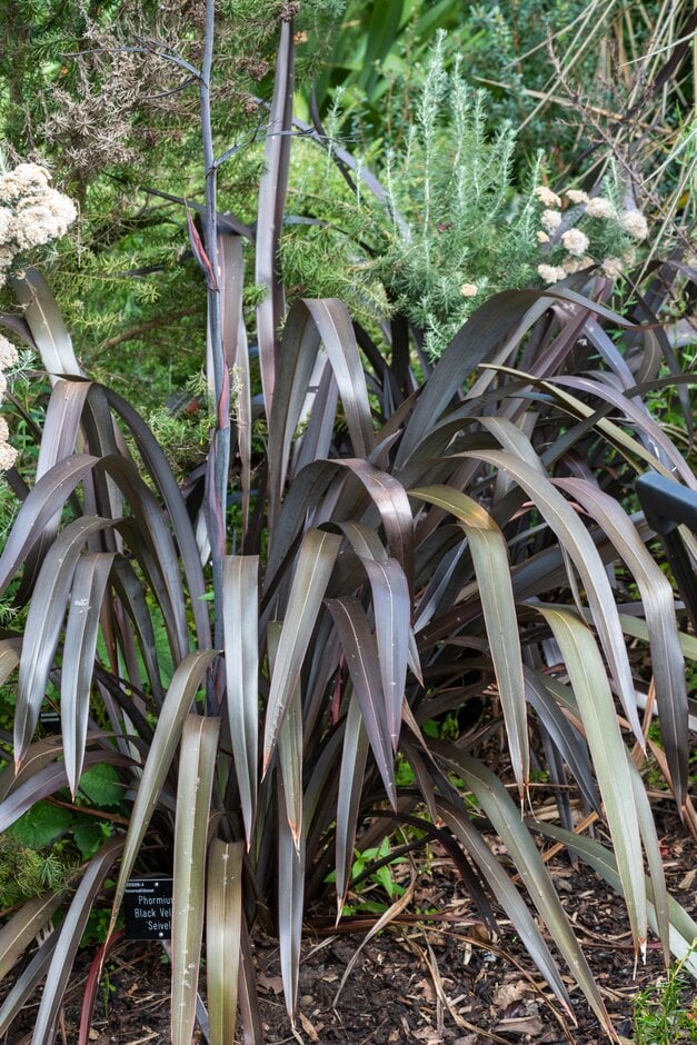 flax lily [Black Velvet]