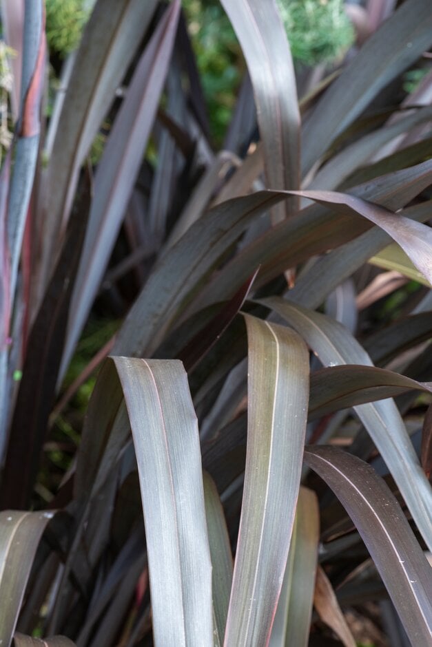 flax lily [Black Velvet]