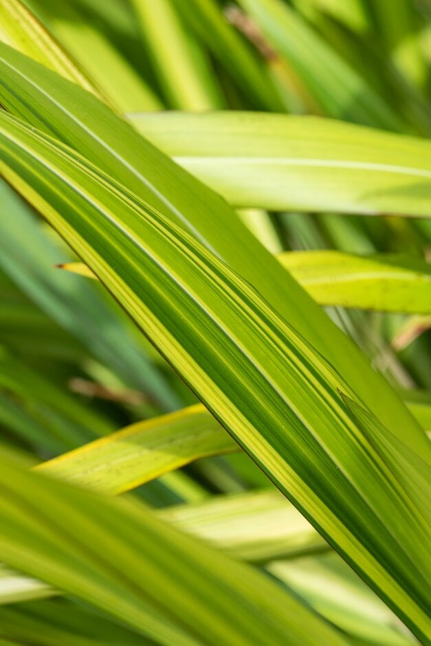 flax lily 'Gold Sword'
