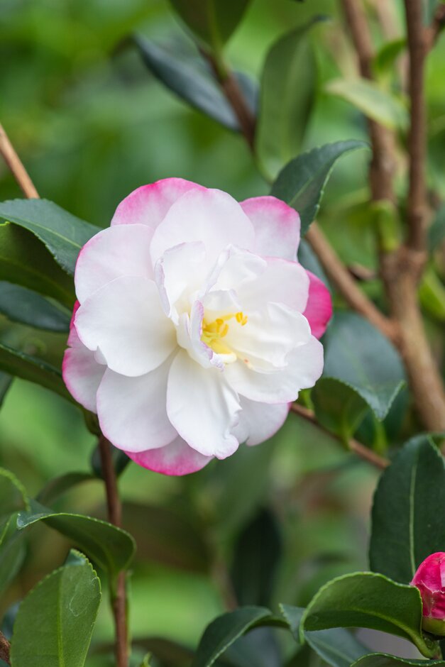 camellia 'Blush'