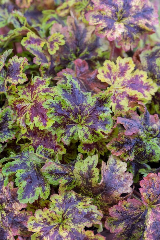 heucherella 'Solar Power'