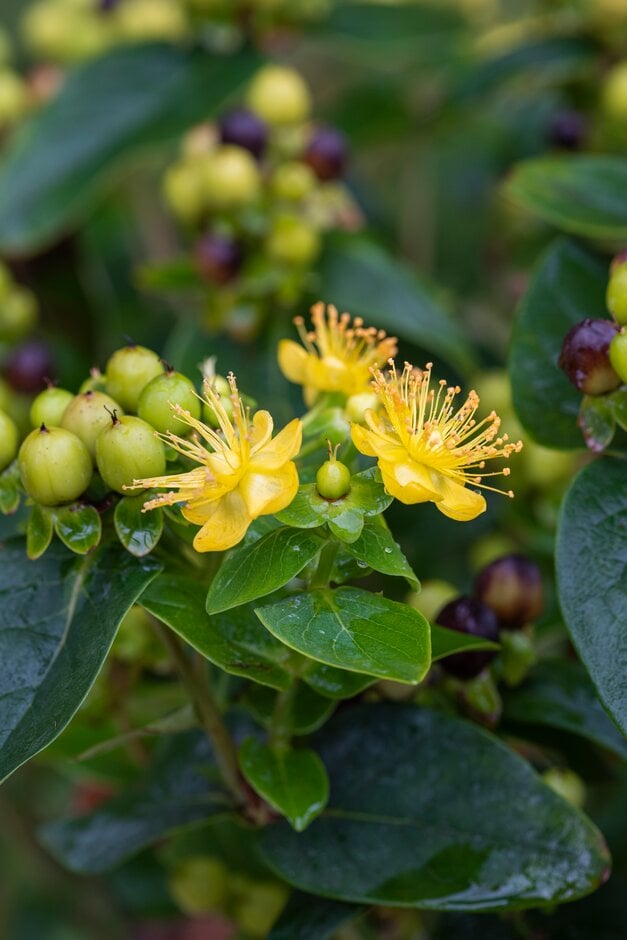 Hypericum Miracle Pistache (&Allpista&PBR) (Miracle Series) | Shrubs/RHS