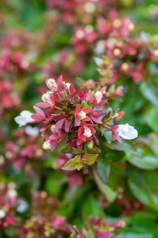 <i>Abelia</i> × <i>grandiflora</i> 'Little Lady'