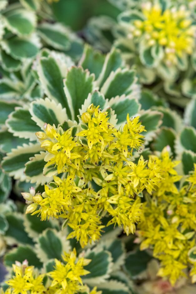 Takeshima stonecrop [Atlantis]