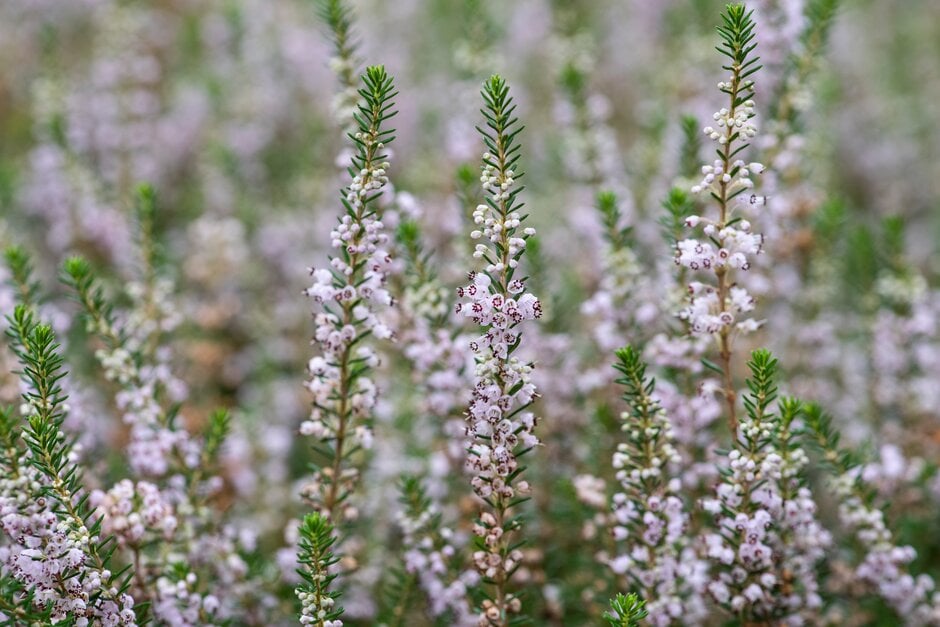 heather 'Elegant Spike'