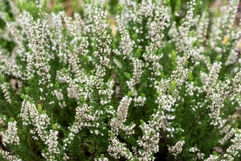 heather 'Serlei Aurea'