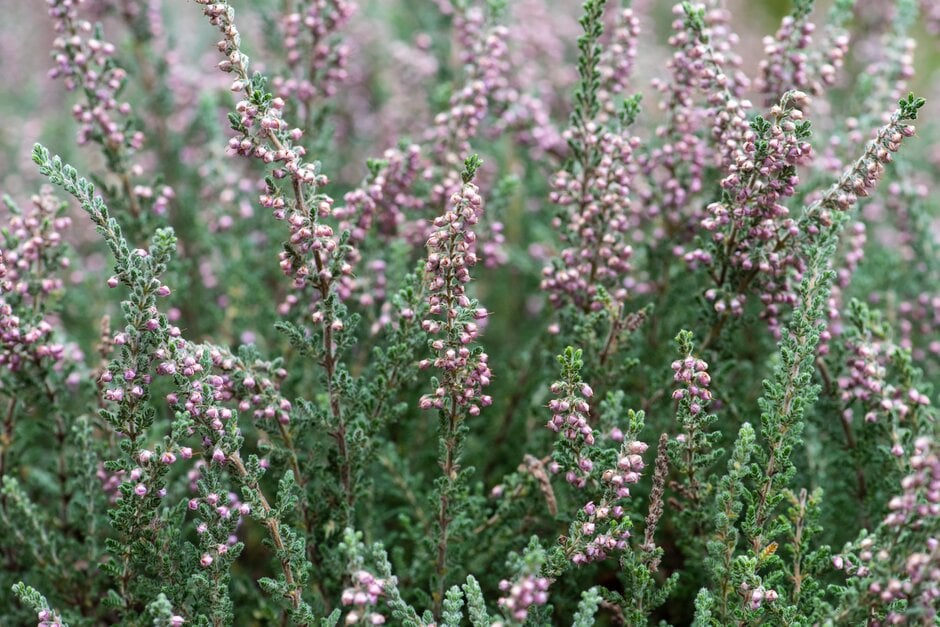 heather 'Hirsuta Typica'