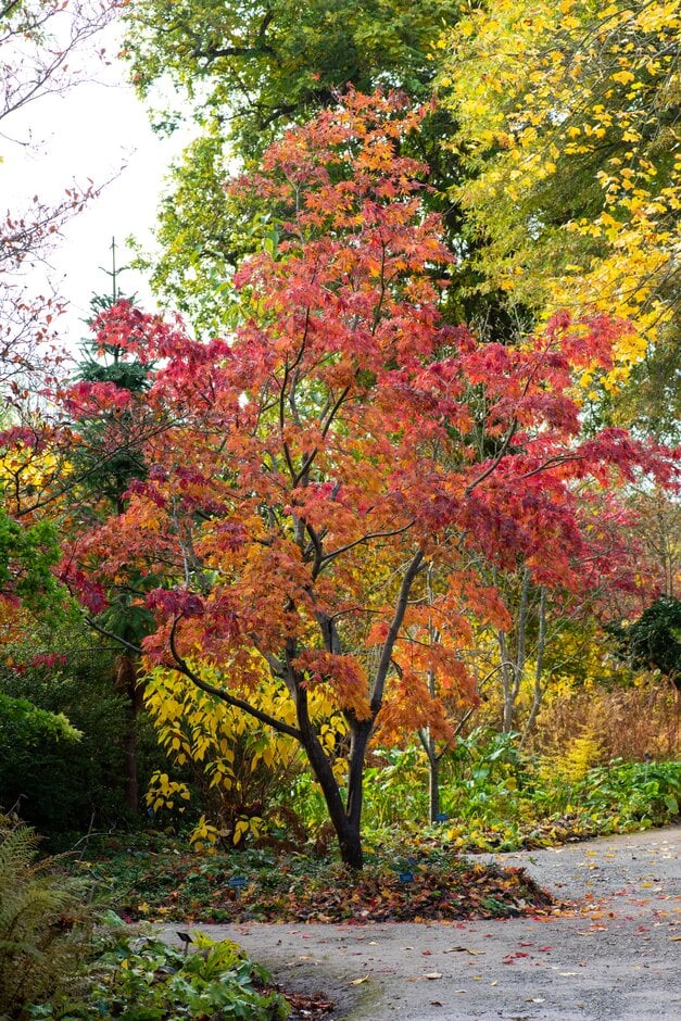 Japanese maple 'Elegans'