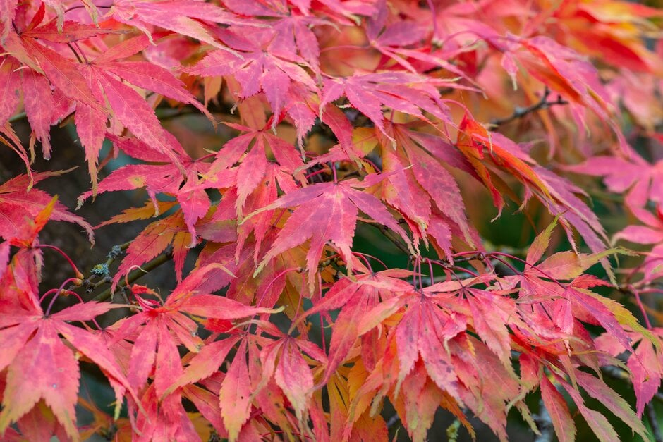 Japanese maple 'Elegans'