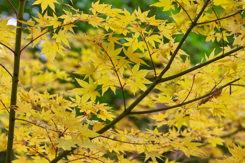 coral-bark maple