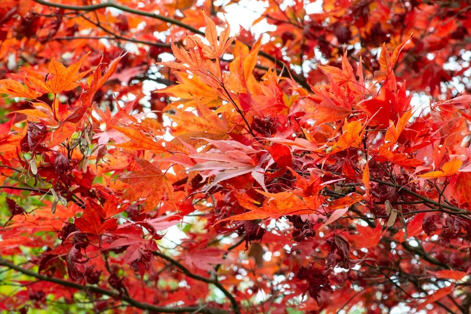 Japanese maple 'Takinogawa'