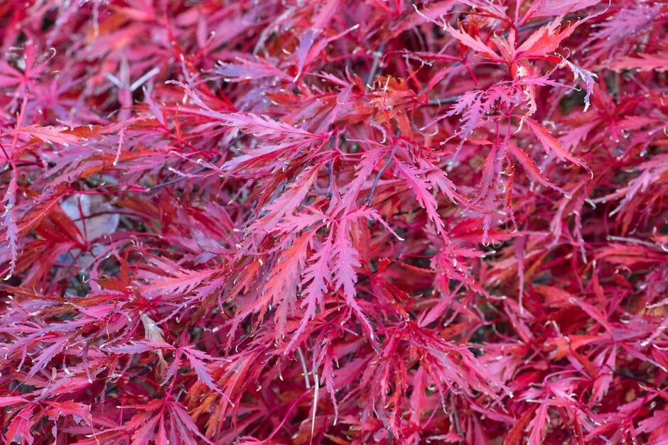 Japanese maple 'Inaba-shidare'