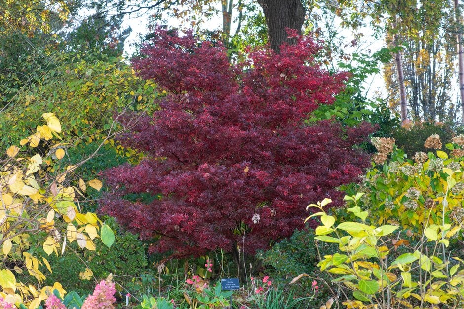 Japanese maple 'Skeeter's Broom'