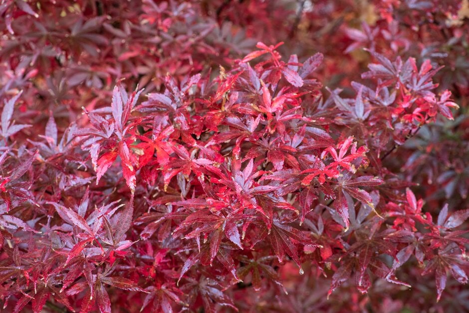 Japanese maple 'Skeeter's Broom'