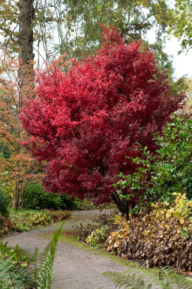 Japanese maple 'Skeeter's Broom'