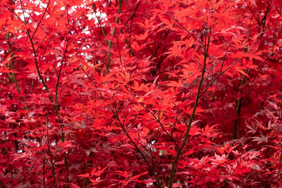 Japanese maple 'Skeeter's Broom'