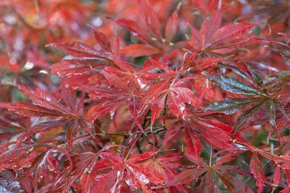 Japanese maple 'Sumi-nagashi'