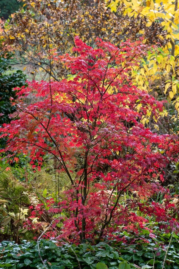 Japanese maple 'Cascade'