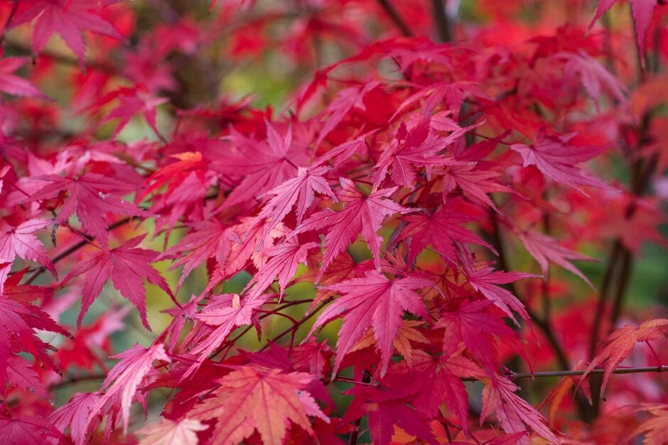 Japanese maple 'Cascade'