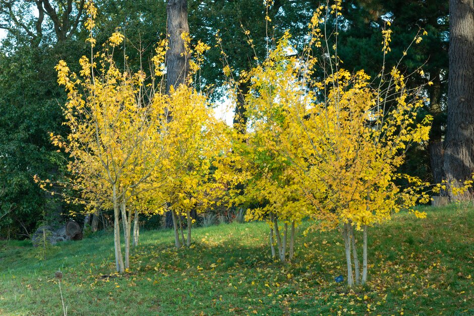 field maple