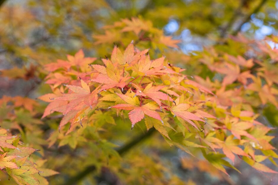 <em>Acer</em> <em>tataricum</em> subsp. <em>aidzuense</em>