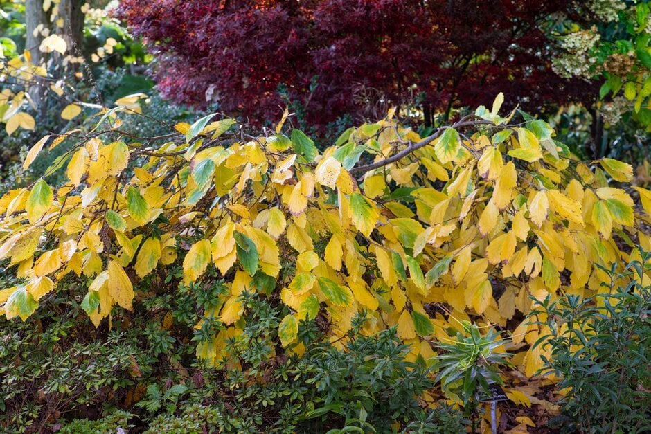 Ozark witch hazel 'Lombarts' Weeping'