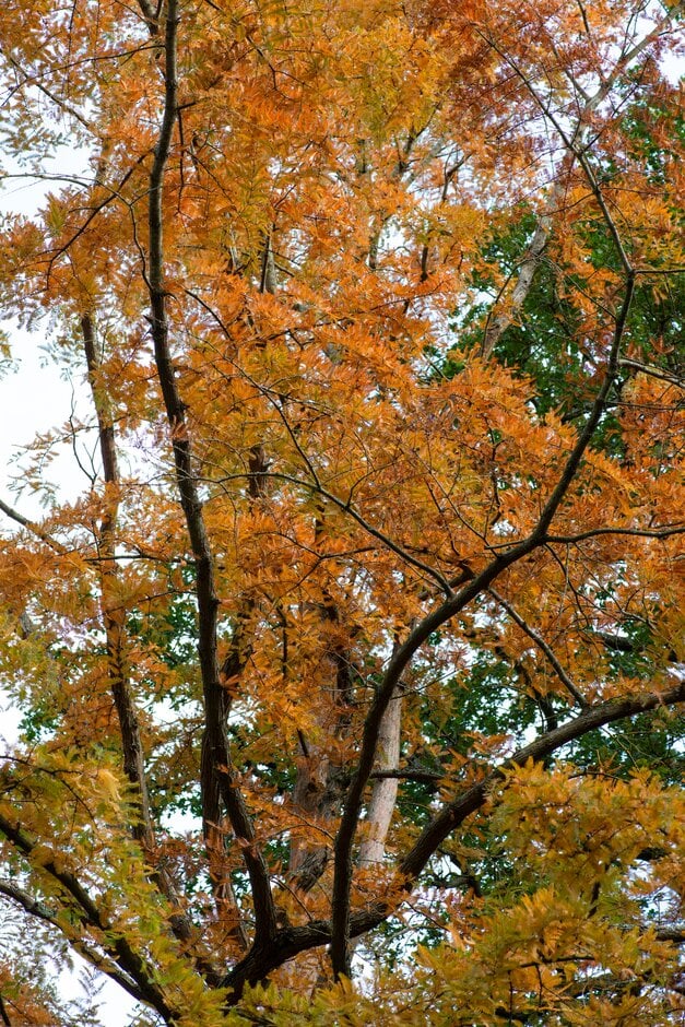 dawn redwood