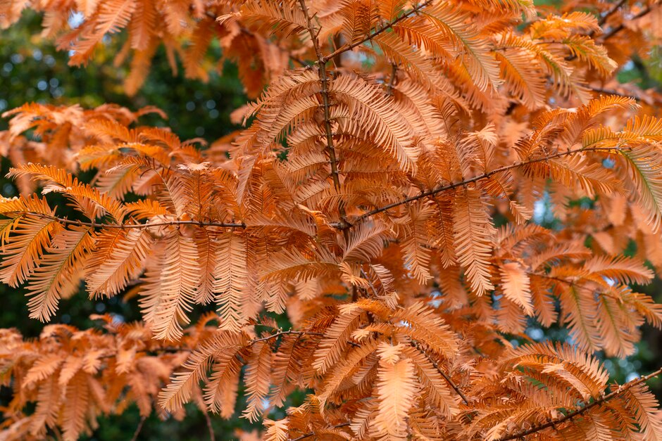dawn redwood 'Golden Oji'