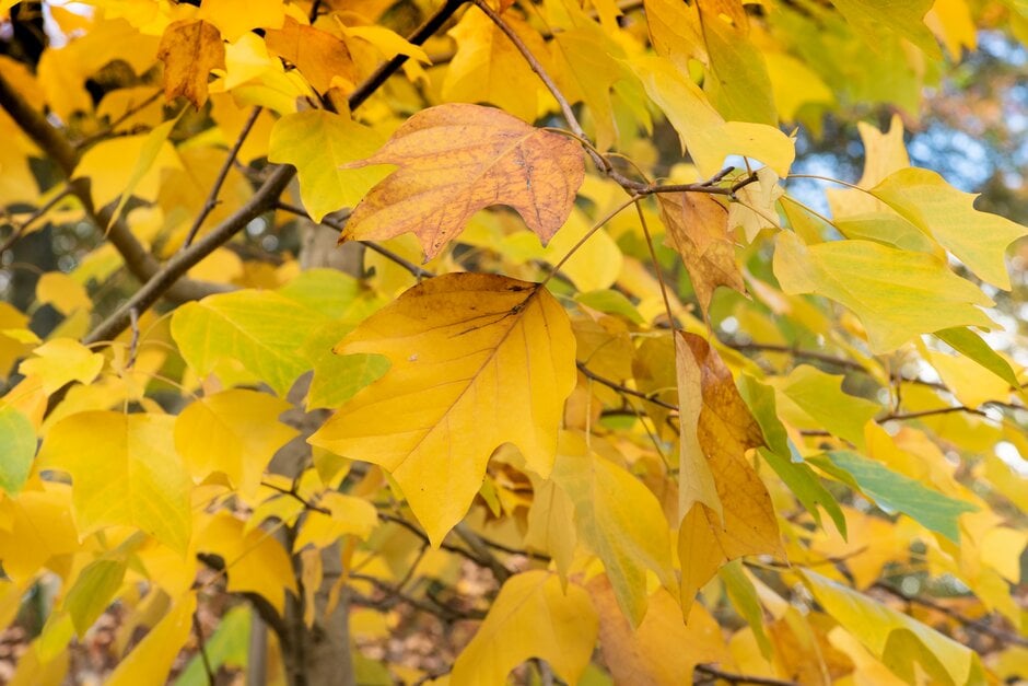 Liriodendron × sinoamericanum &Doc Deforce&s Delight& | hybrid tulip ...