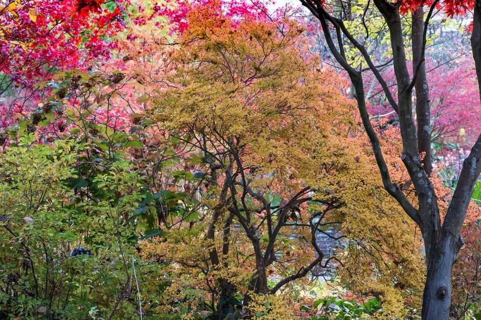 dodan-tsutsuji
