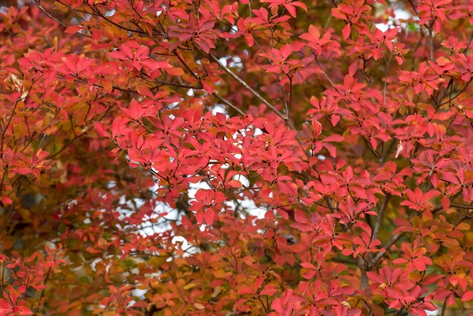 dodan-tsutsuji